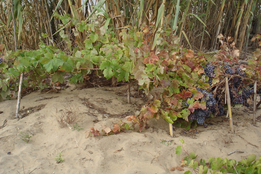 Vine grows close to the ground with small sticks proping up grape clusters
