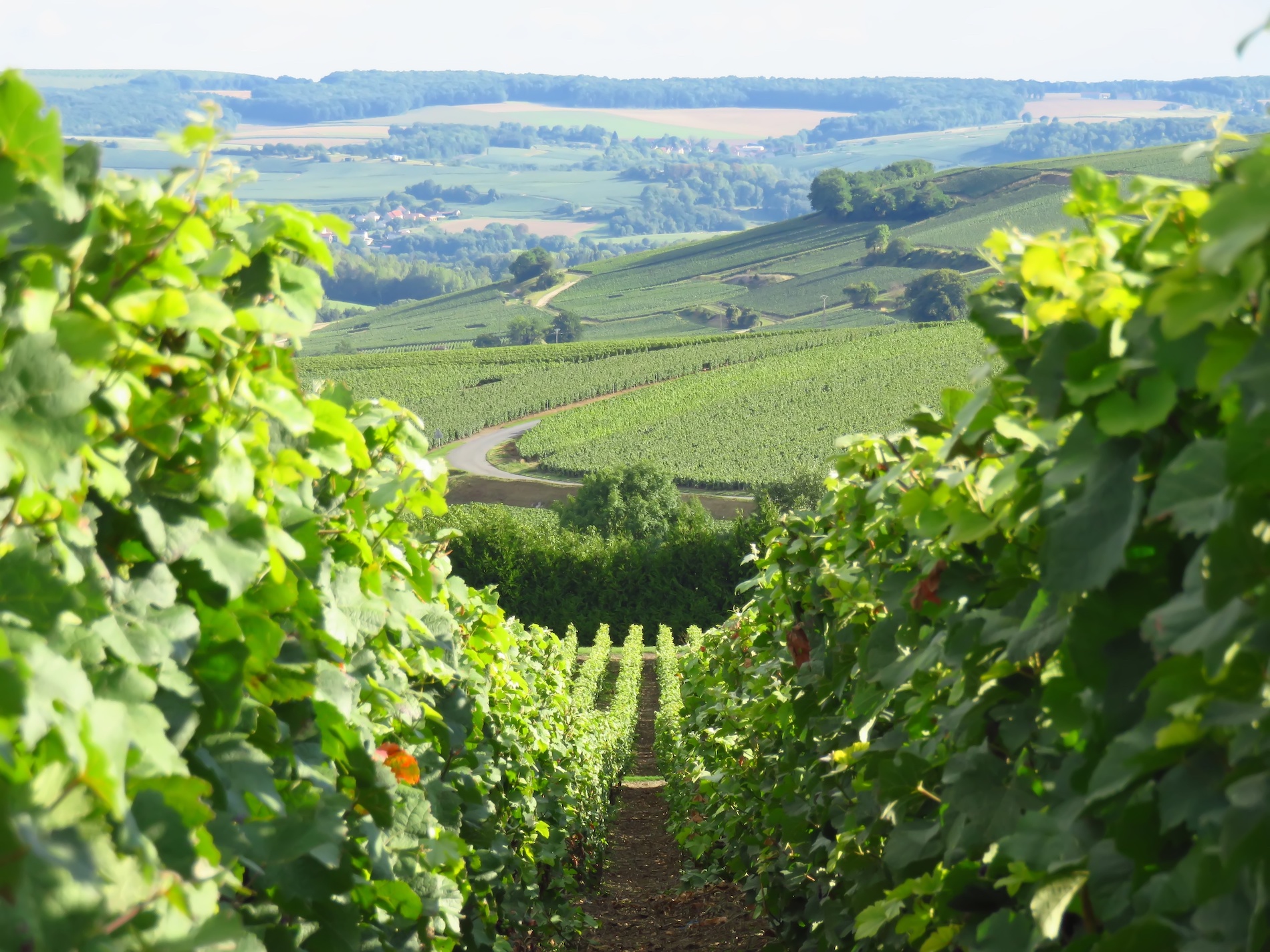Coteaux Champenois: Rules, Reality, and New Momentum