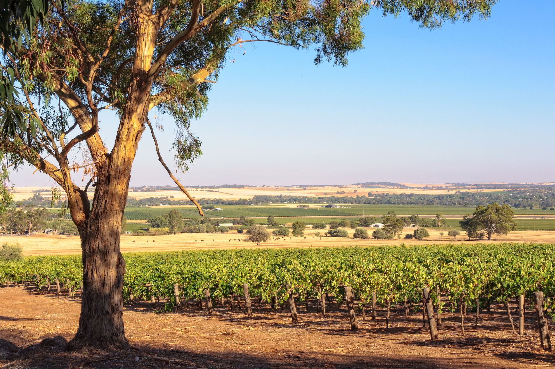 Vintage Decades: Barossa Valley 1990s and 2000s