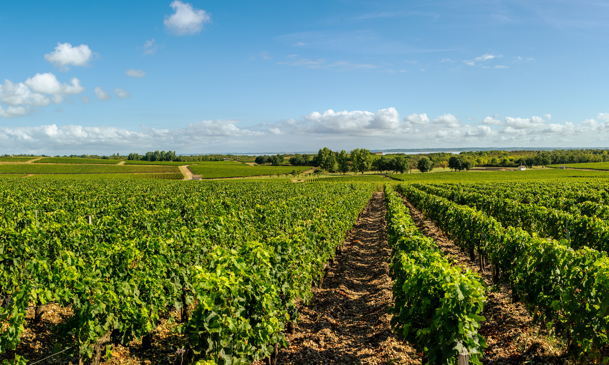 Vintage Decade: Médoc 1980s