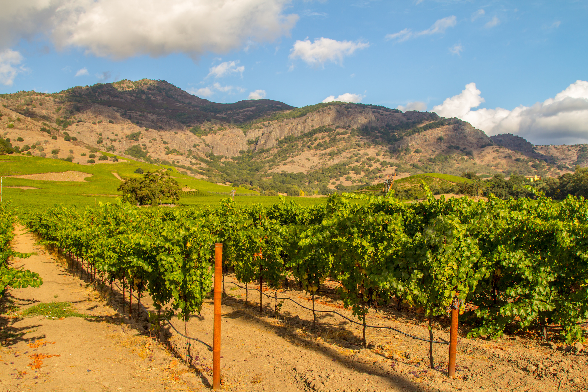 Vintage Decade: Revisiting the Judgment of Paris Wines