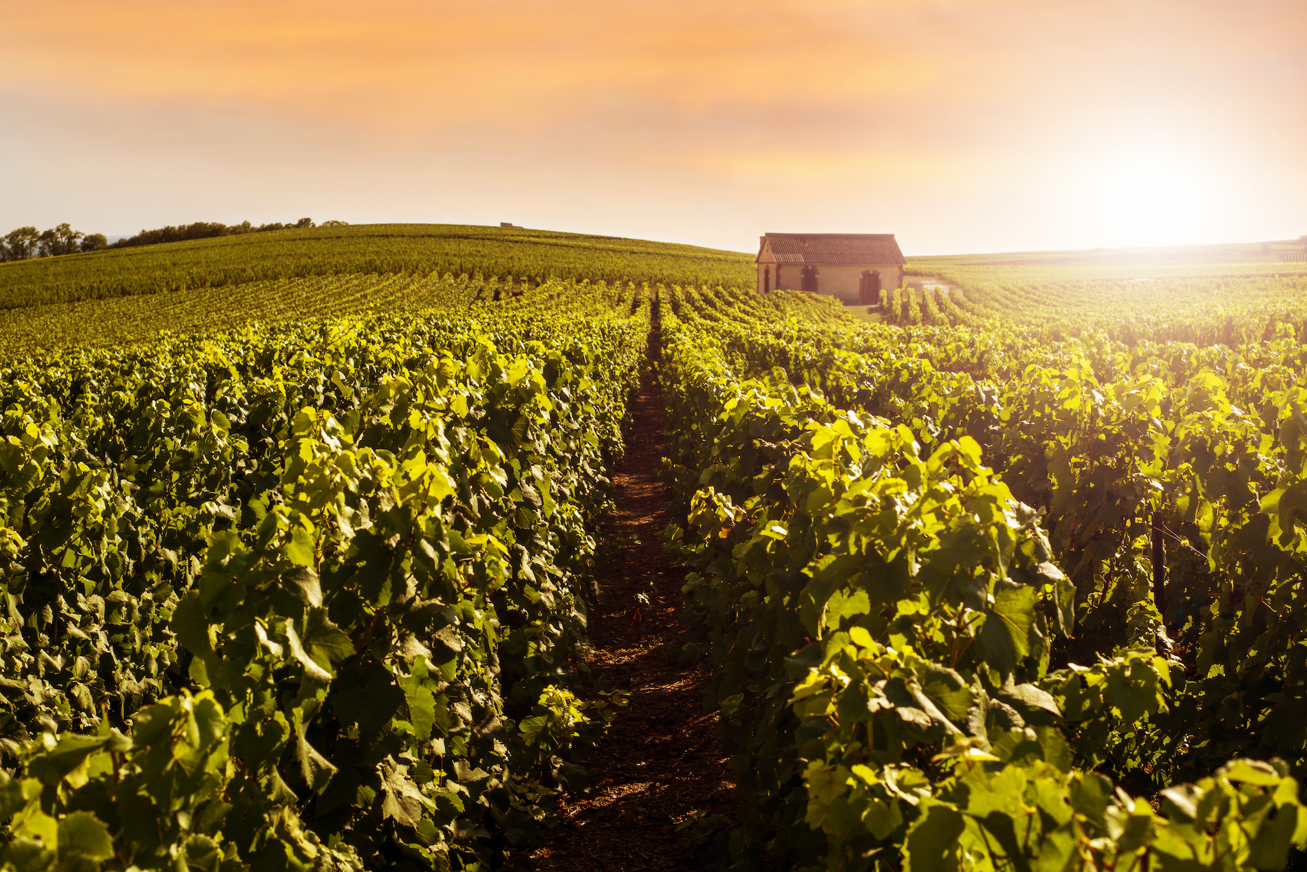 Latest Update: Chardonnay Rosé in Champagne