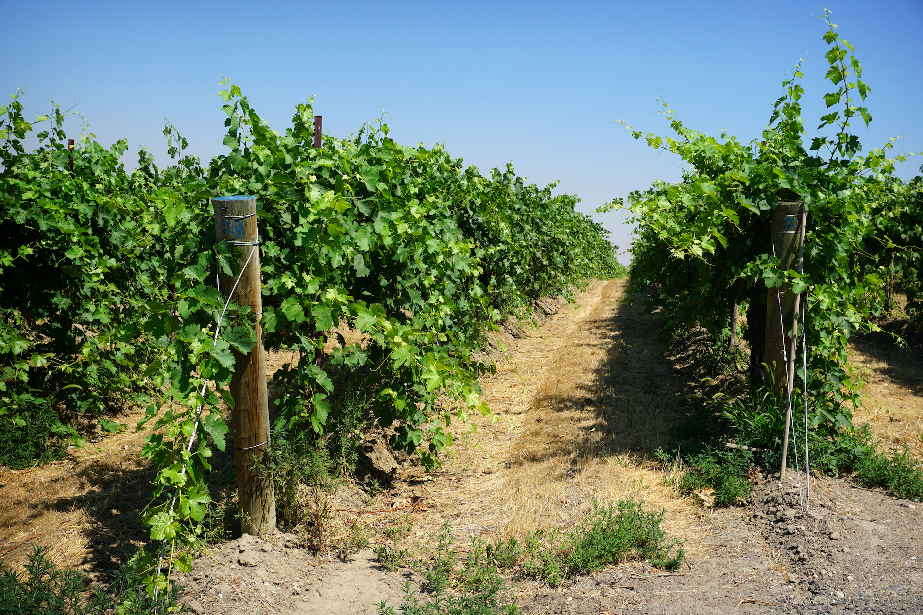 Latest Updates: Asti Rosato, Columbia Hills AVA, Sherry Pagos, and Mexico Refresh