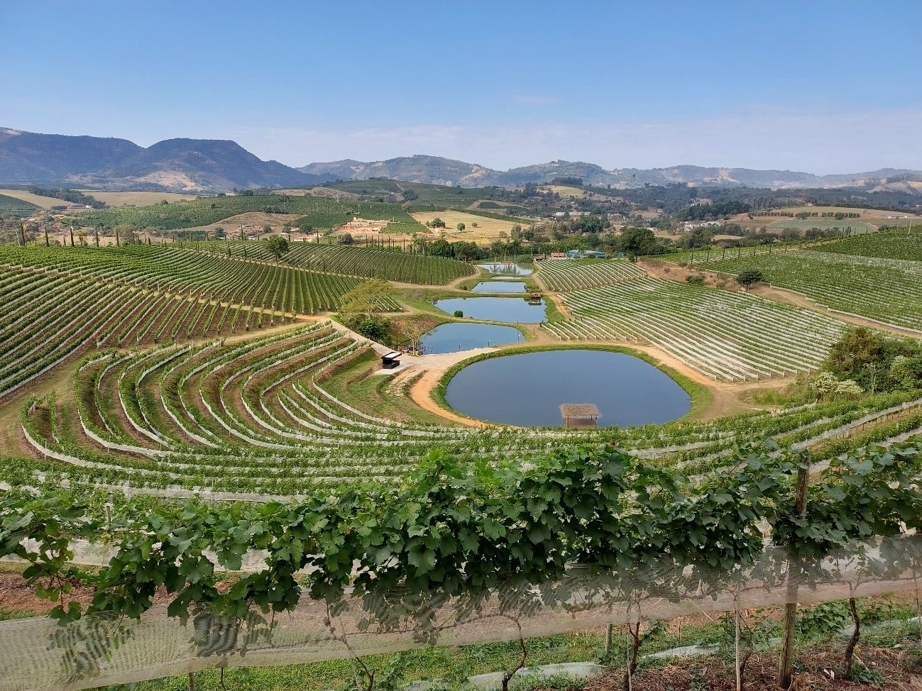 The Wines of Brazil: An Introduction to Brazilian Viticulture and Cultivars