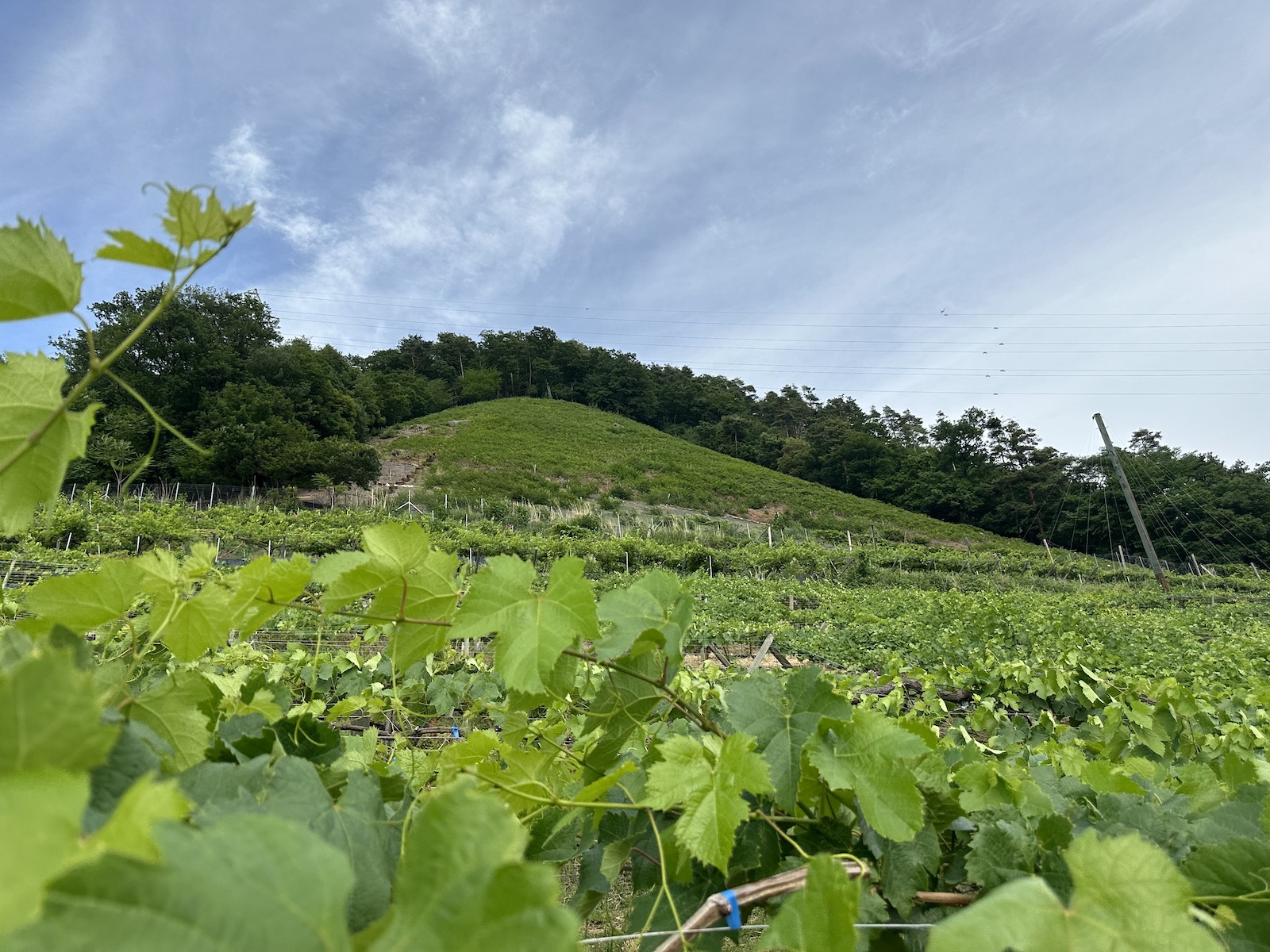 Leafy vines with a hill in the background