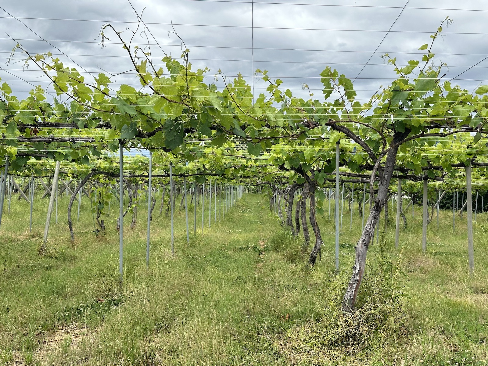 Vines trained on high pergolas