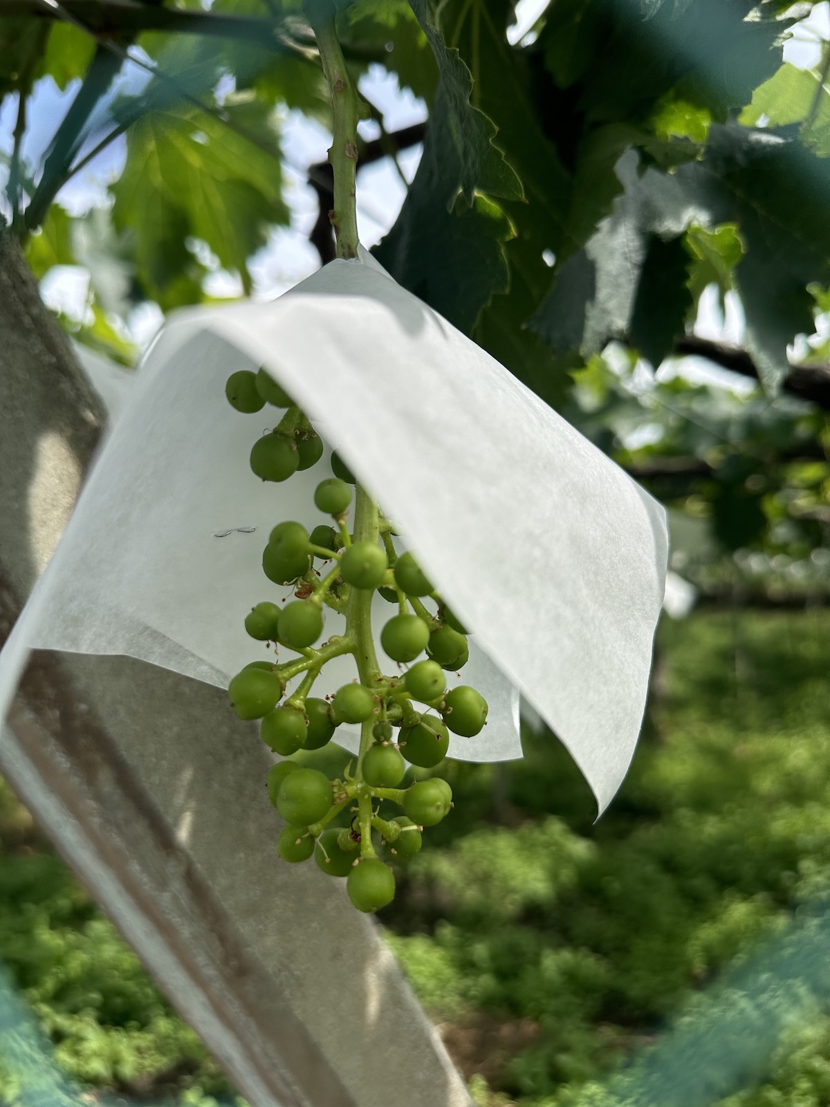 Underripe grapes in a cluster with a paper umbrella covering them