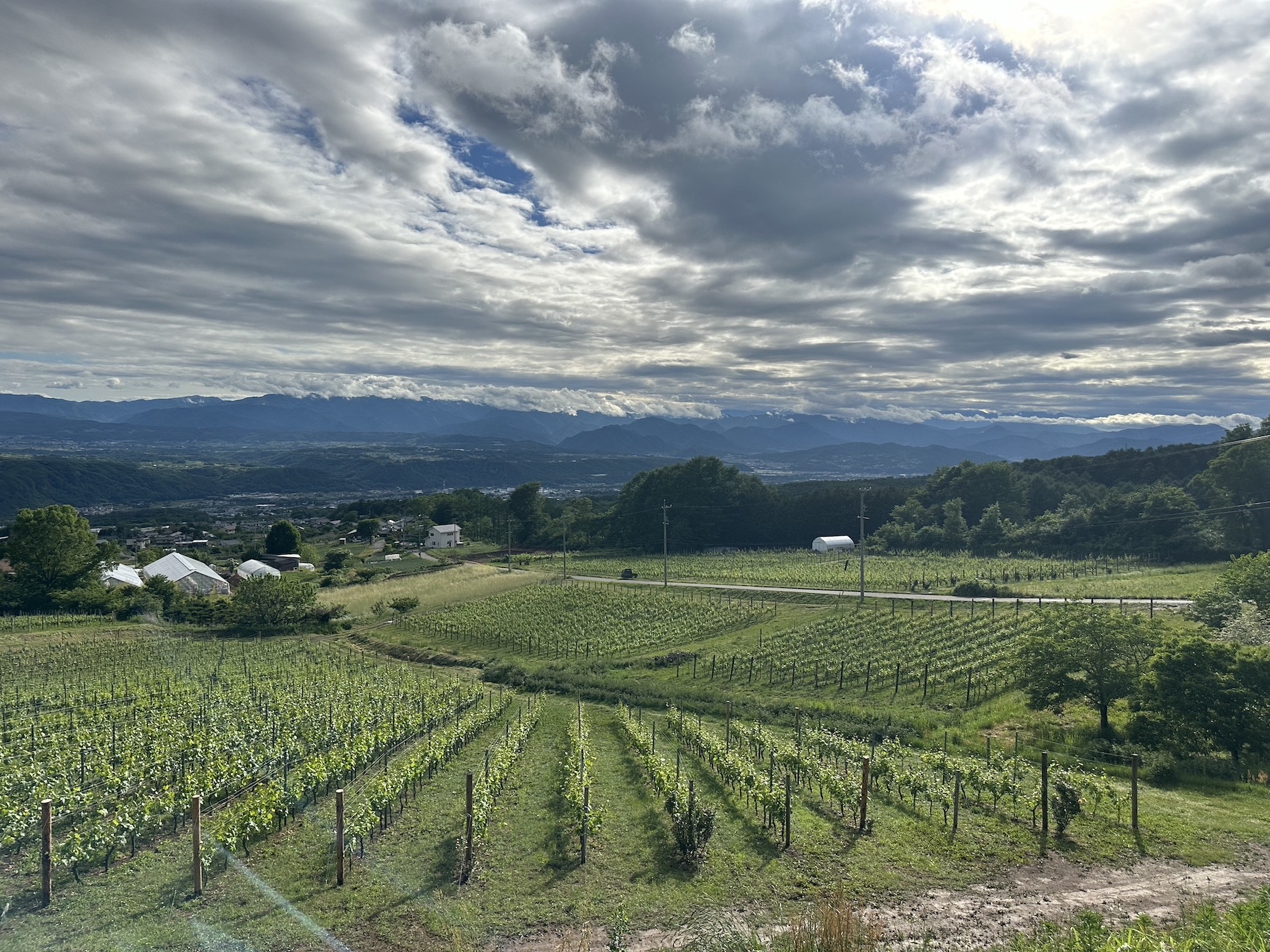 The Rise of Japanese Wine