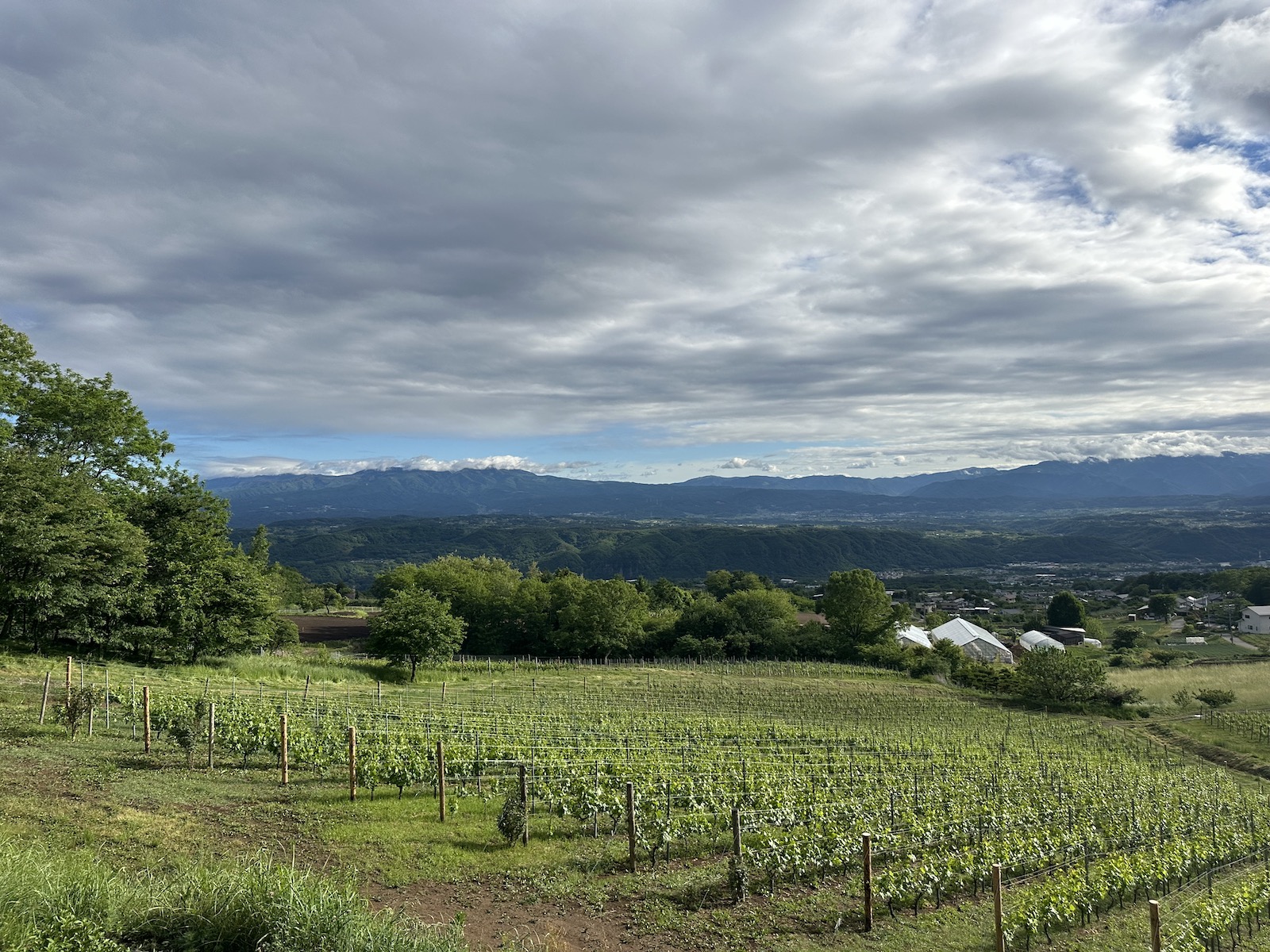 Vines, trees, and distant mountain