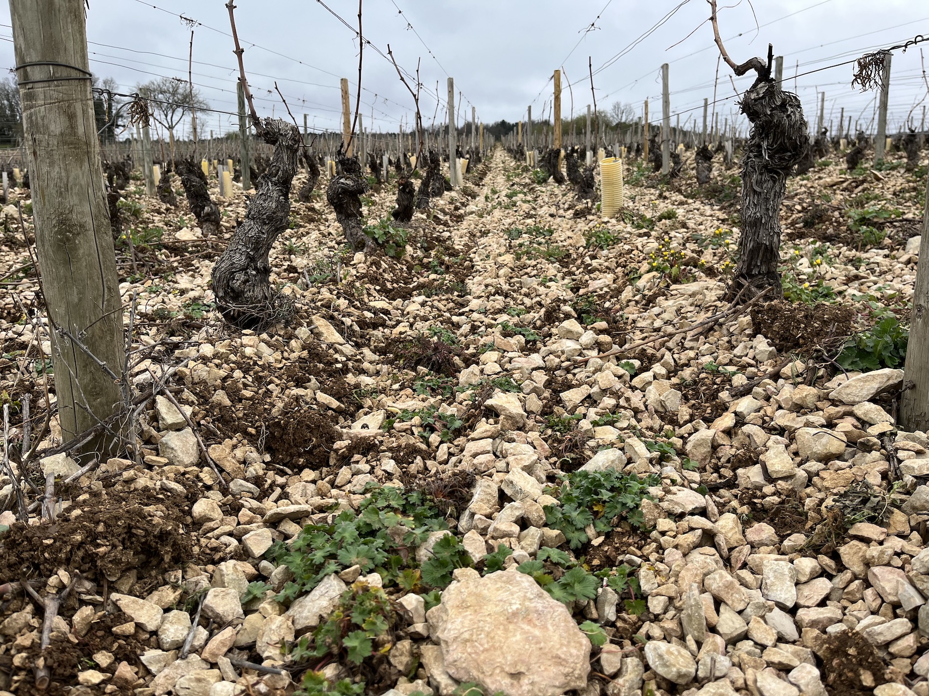 Rocky vineyard with very old vines.