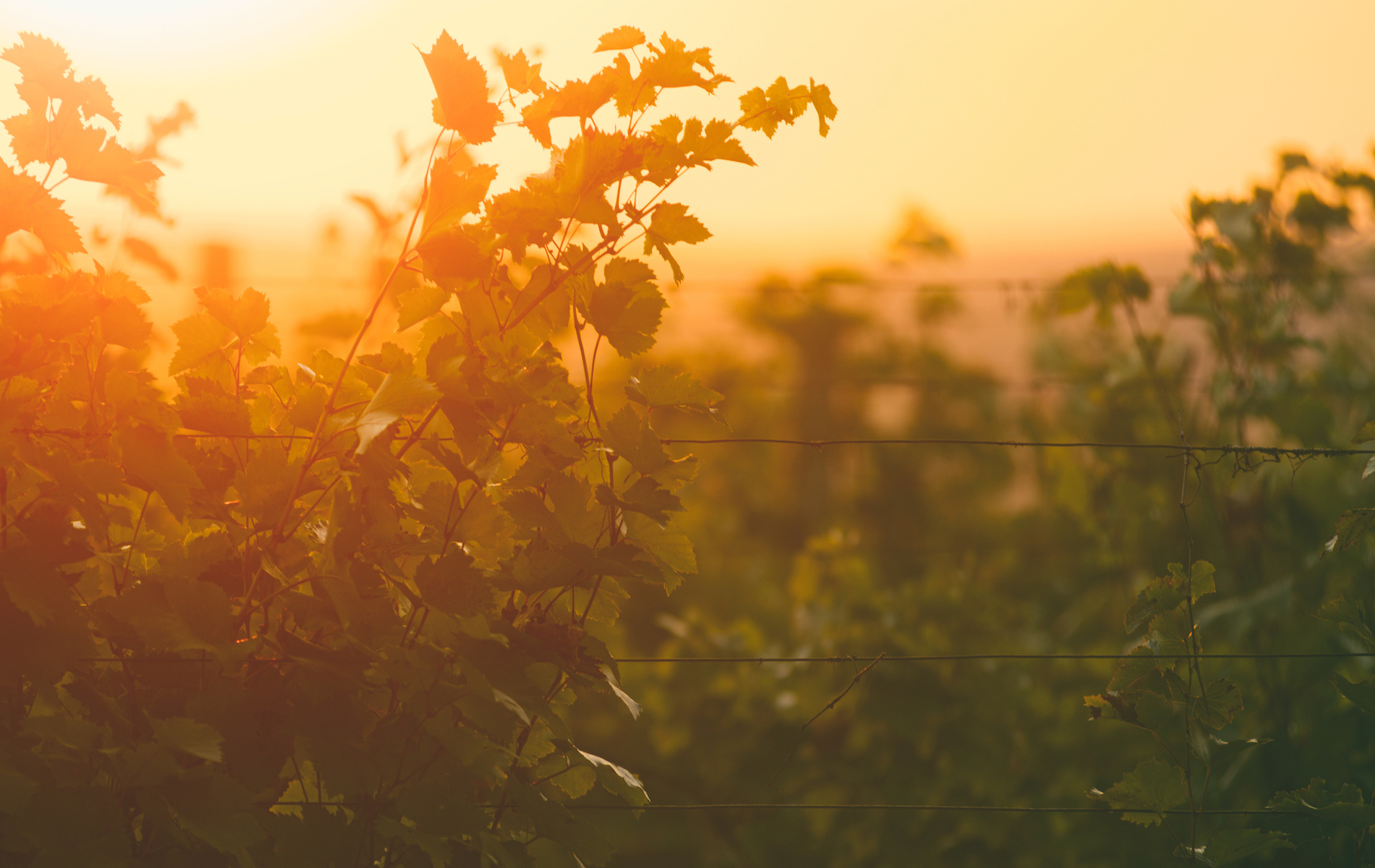 Natural Wine beyond Romanticism