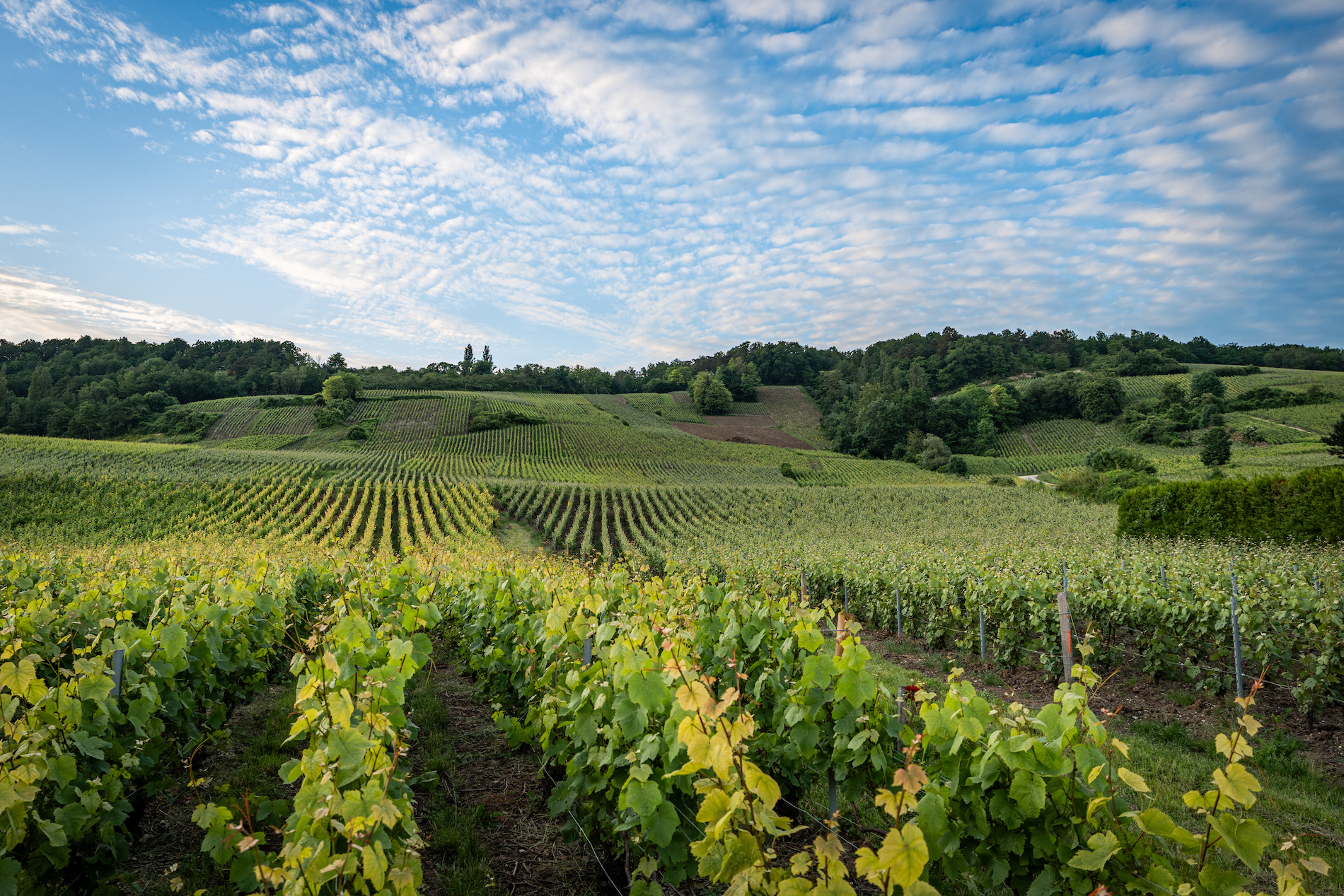 Collective Rigor, Individual Expression: Understanding Special Club Champagne