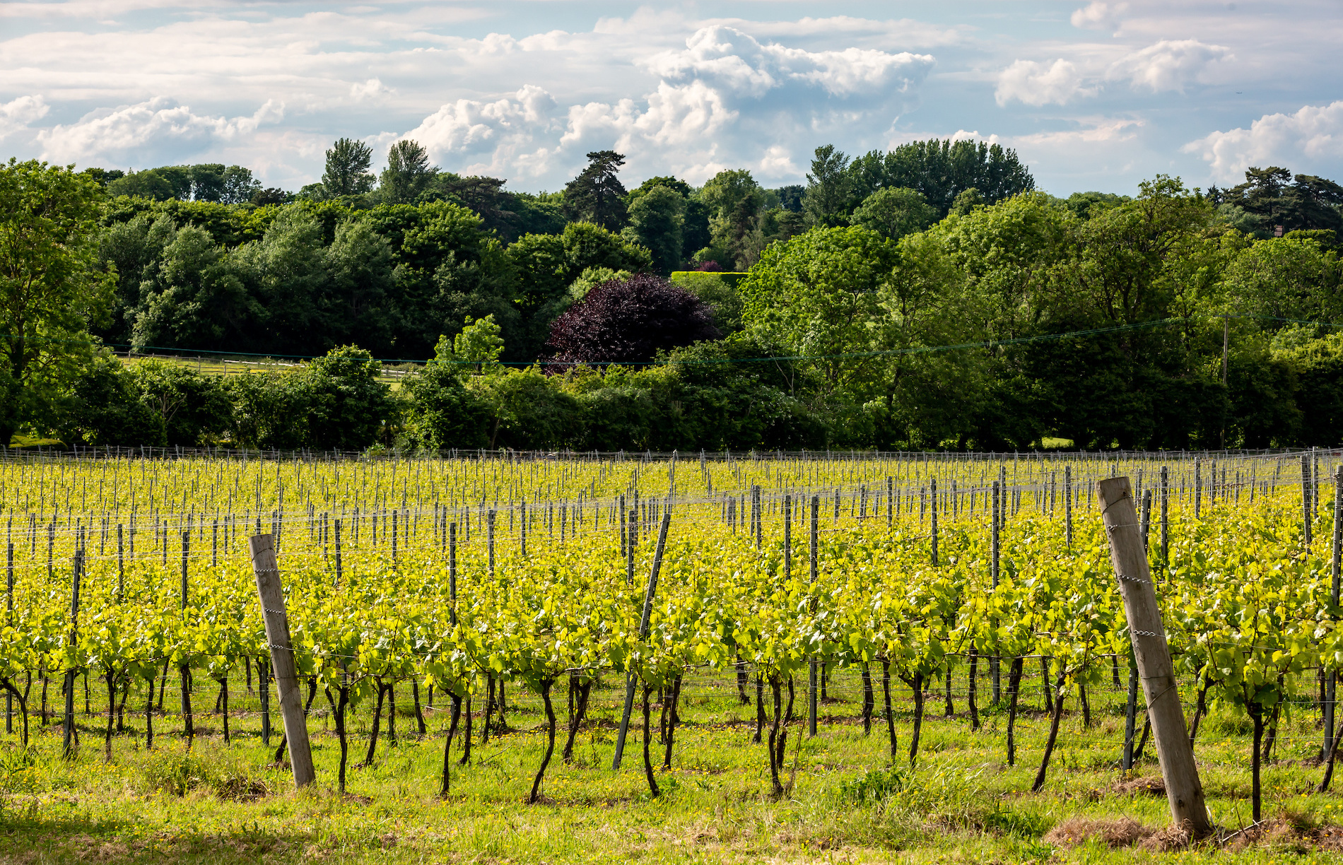 Coming of Age: The State of British Wine Today