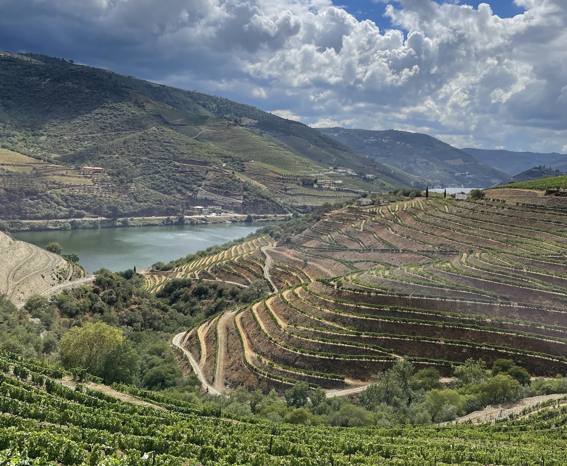Portugal’s Treasure Trove of Native Grapes