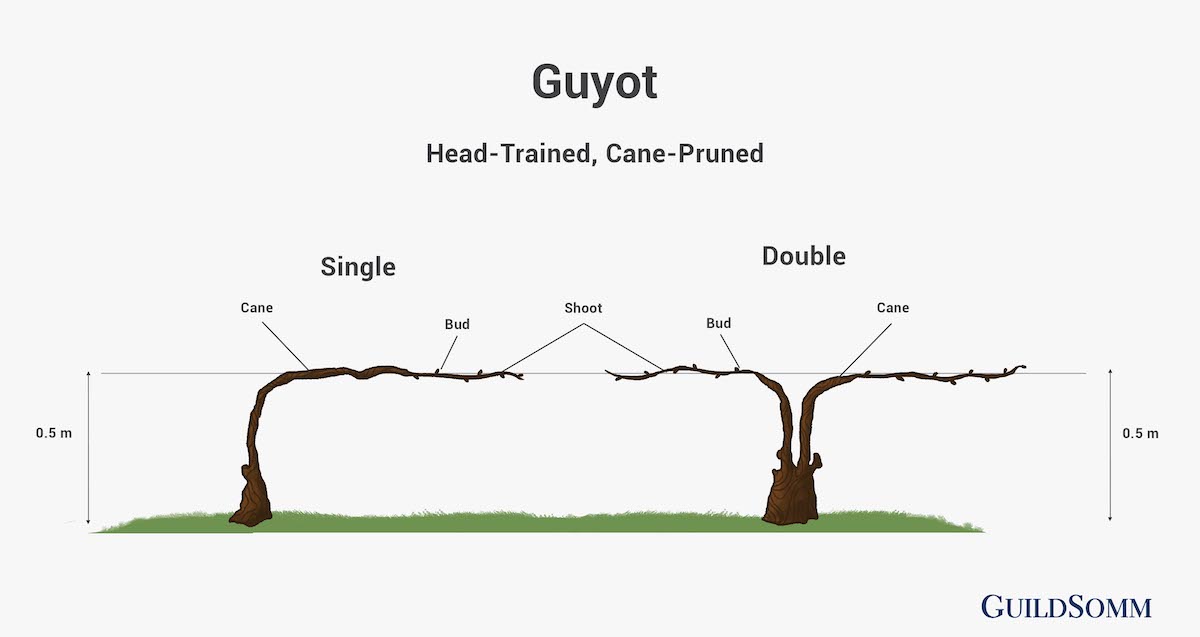 Guyot Training