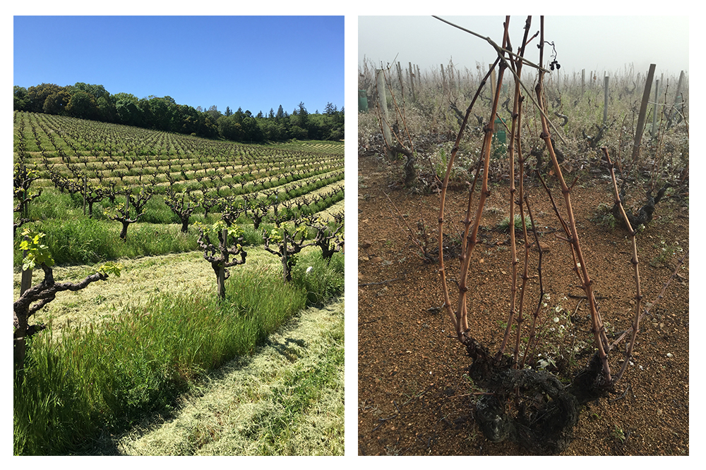 untrellised vines