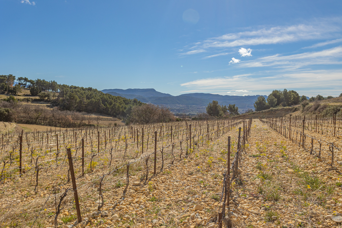 Bare vines with mountains in the distance