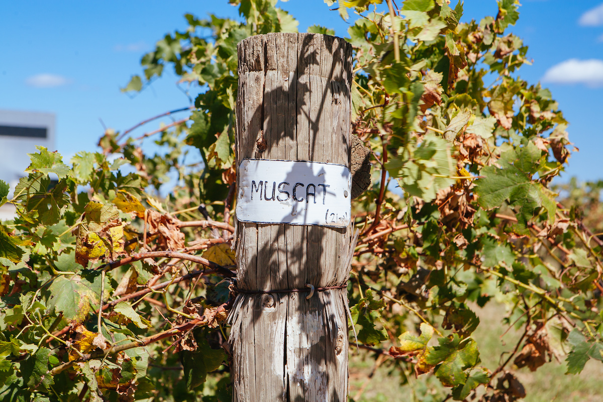 Vines growing with post labeled Muscat