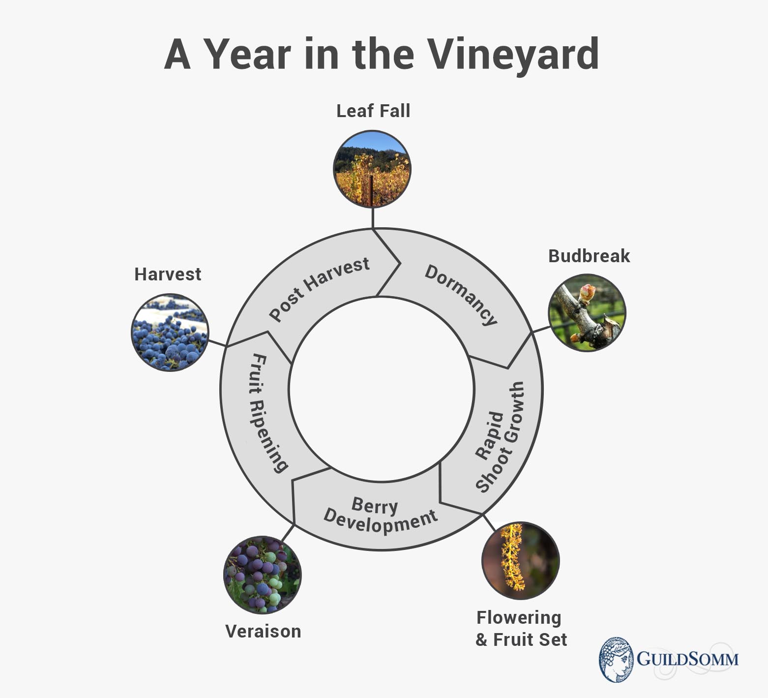 A Vineyard Year