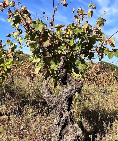 Rediscover Rioja Webinar