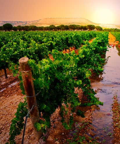 Study Hall: Ribera del Duero