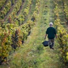 man walks between rows of grapevines