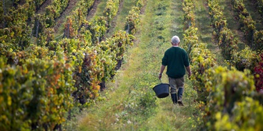 Beaujolais with MW Natasha Hughes