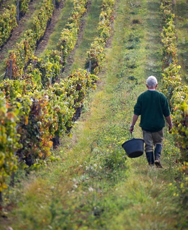 Beaujolais with MW Natasha Hughes