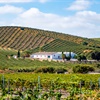 Hills covered in green vines with white buildings