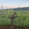 Regenerative Farming