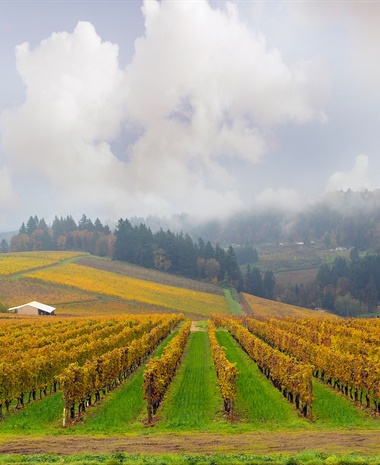 Oregon and Method Sparkling with MW Bree Stock