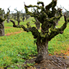 Managing Old &amp; New Vines