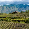 Rows of vineyards with mountains in the background under low-hanging clouds