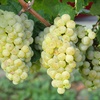 green grapes hanging on a vine