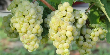 Tasting: Grüner Veltliner Profile