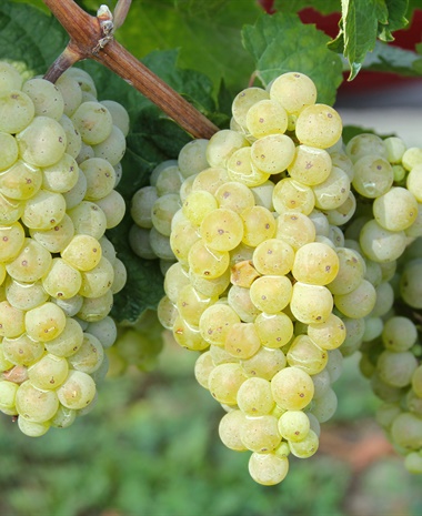 Tasting: Grüner Veltliner Profile
