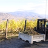 Canada’s Wine Market: A Complicated Mosaic