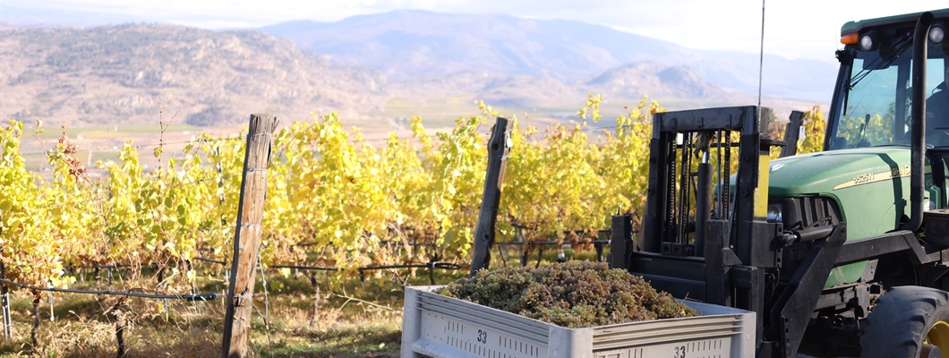 Canada’s Wine Market: A Complicated Mosaic