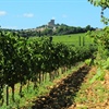 Châteauneuf-du-Pape: The News of Old