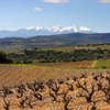 The Dry Side of Roussillon