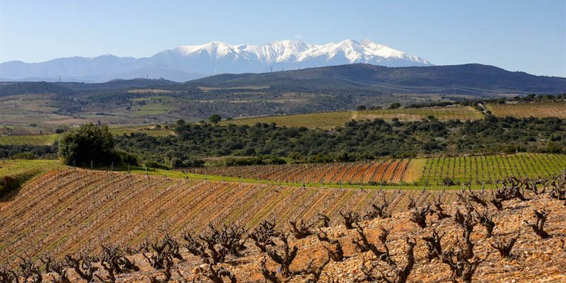 The Dry Side of Roussillon