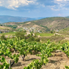Godello: The New Gold in Valdeorras