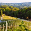 Slovenia, in Midstride