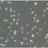 Brettanomyces: Science &amp; Context