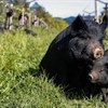 Contemporary Biodynamics &amp; Beyond