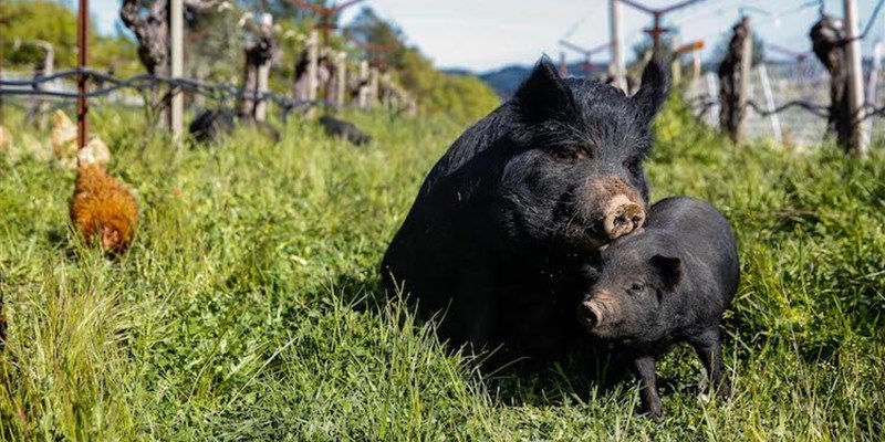 Contemporary Biodynamics & Beyond