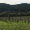 Making Sense of Mendocino