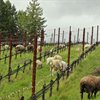 Interview: Soil Health