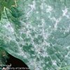 Major Maladies of the Vine