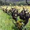 Old Vines in the New World